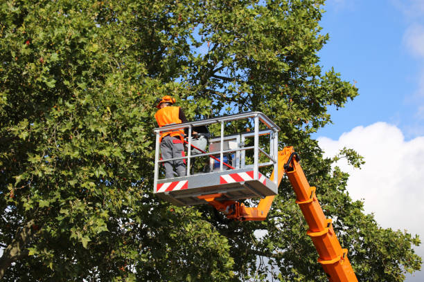 Best Tree Preservation Services  in Sunnyside, WA