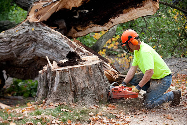 Best Hazardous Tree Removal  in Sunnyside, WA