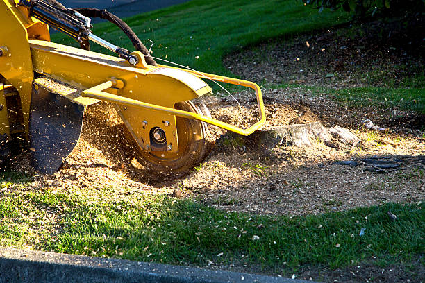 Best Grass Overseeding  in Sunnyside, WA