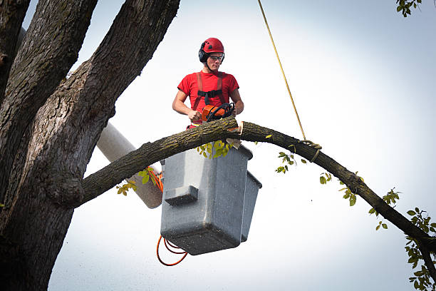 Best Tree Removal  in Sunnyside, WA