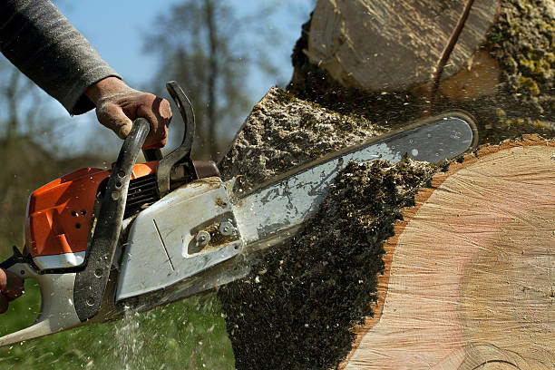 Lawn Grading and Leveling in Sunnyside, WA